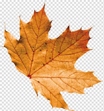 Autumn, brown maple leaf transparent background PNG clipart
