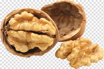 Autumn, brown nut transparent background PNG clipart