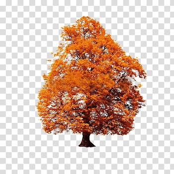 Autumn, brown tree transparent background PNG clipart