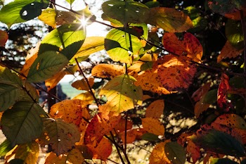 Autumn cherry tree leaves