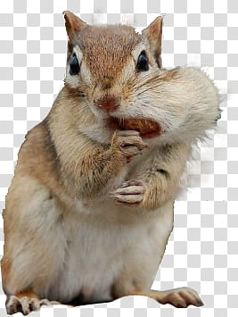 Autumn, chipmunk transparent background PNG clipart