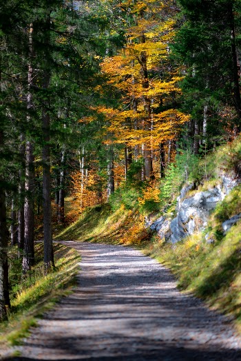 Autumn colors on a path through the woods near the Eibsee.