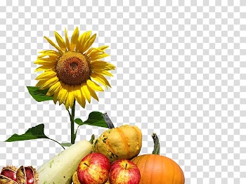 Autumn Common sunflower , autumn olive farm transparent background PNG clipart