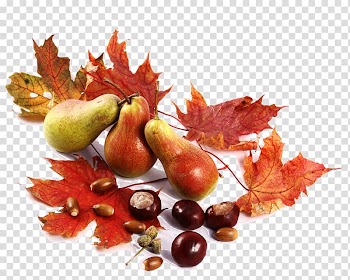Autumn Computer Icons Fruit, autumn transparent background PNG clipart