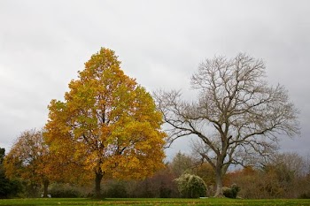          Autumn Contrast Free Photo     