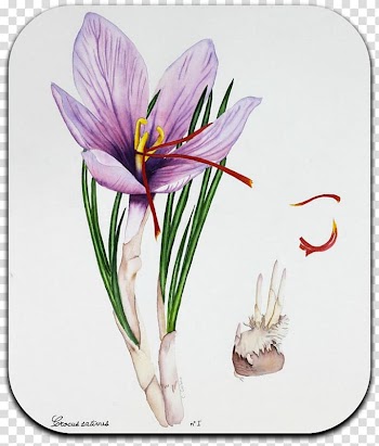 Autumn Crocus Drawing Botanical illustration Botany Art, flag of shiva load orange transparent background PNG clipart
