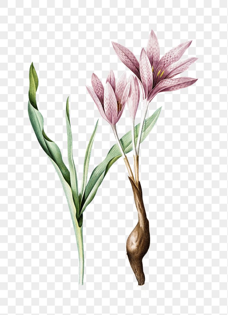 Autumn crocus png flower sticker | Free PNG - rawpixel