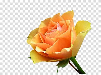 Autumn Desktop graph Rose, transparent background PNG clipart
