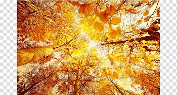 Autumn Desktop Landscape painting , autumn transparent background PNG clipart