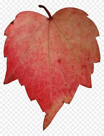 Autumn Desktop Wallpaper Maple Leaf - Autumn Desktop Wallpaper Maple Leaf