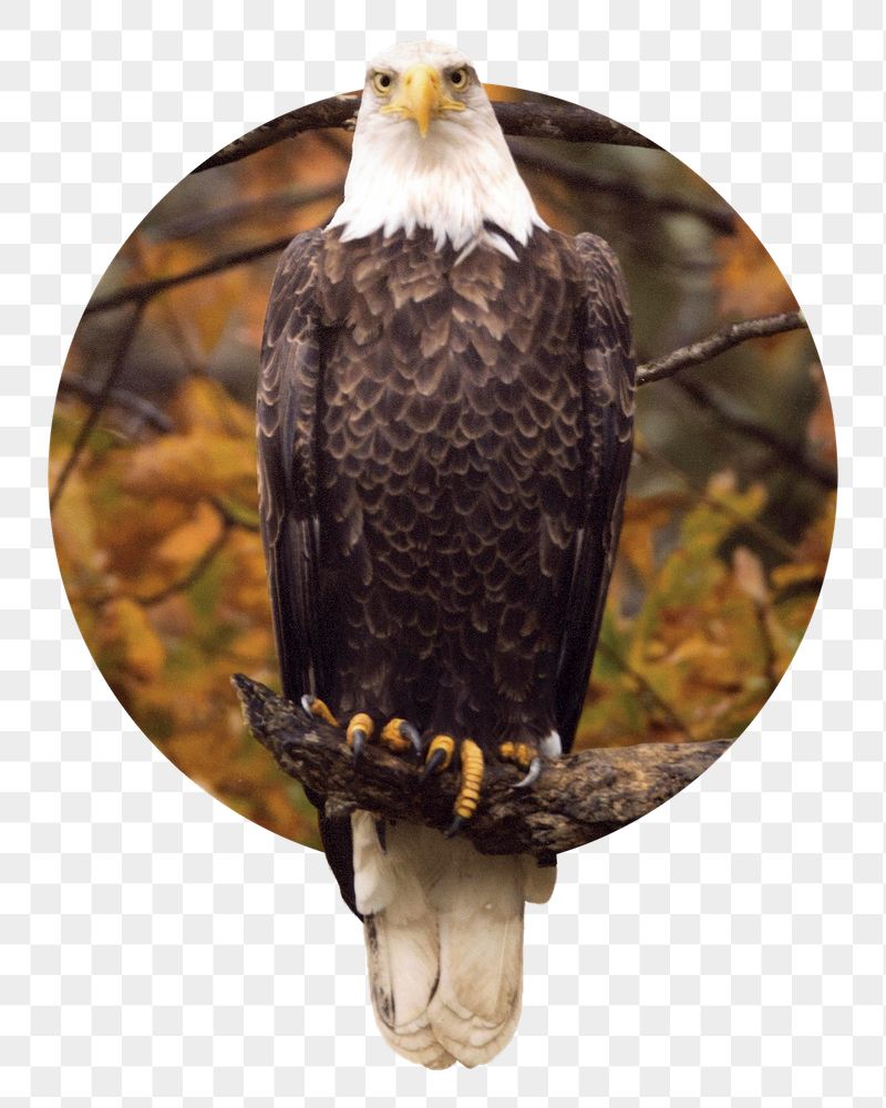 Autumn eagle png bird badge | Free PNG - rawpixel