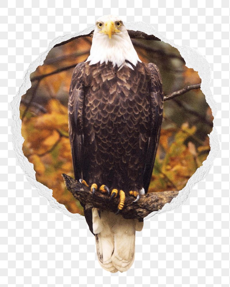 Autumn eagle png bird sticker, | Free PNG - rawpixel