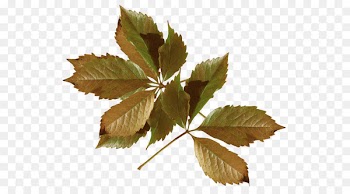 Autumn Fashion Clothing Leaf Flower - autumn 
