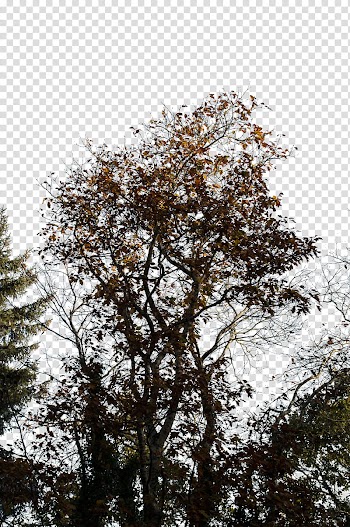 Autumn Foliage, brown-leafed tree during daytime transparent background PNG clipart