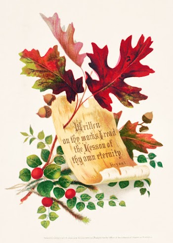 Autumn foliage, oak leaves with acorns, and a strip of birch bark on which is written a line of verse from the poem "Forest Hymn" by William Cullen Bryant (1874)  in high resolution. Original from The Library of Congress. Digitally enhanced by rawpixel.