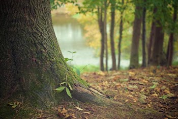          Autumn Forest Free Photo     