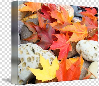 Autumn Gallery wrap Troutman Art Canvas, autumn transparent background PNG clipart