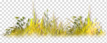 Autumn grass transparent background PNG clipart