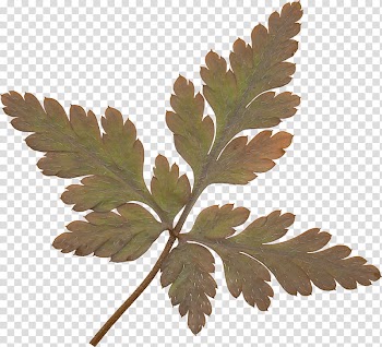 Autumn, green leaf isolated on black background transparent background PNG clipart