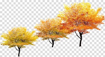Autumn grove transparent background PNG clipart