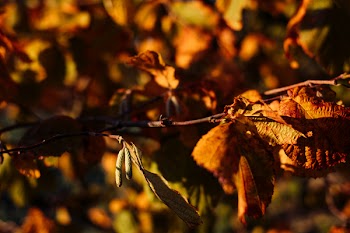 Autumn hazel tree branch