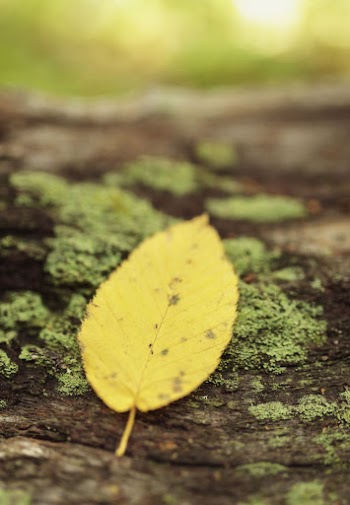 Autumn leaf, aesthetic background. Free | Free Photo - rawpixel