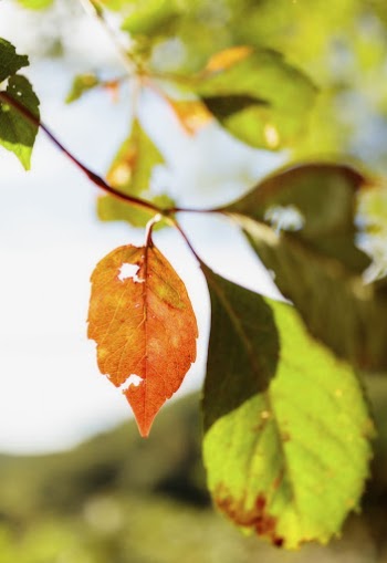 Autumn leaf, aesthetic background. Free | Free Photo - rawpixel