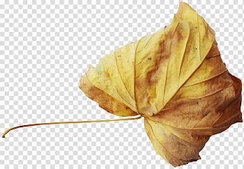 Autumn Leaf, Autumn leaves transparent background PNG clipart