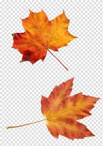 Autumn Leaf , autumn transparent background PNG clipart