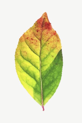 Autumn leaf, botanical collage element | Free PSD - rawpixel