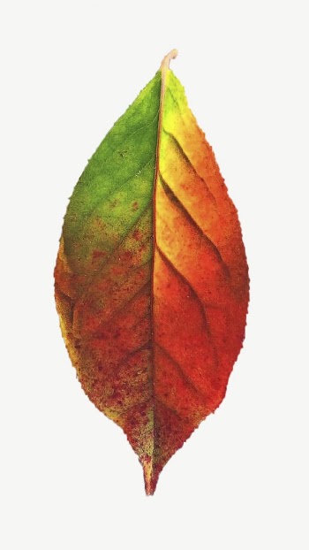 Autumn leaf, botanical collage element | Free PSD - rawpixel