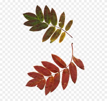 Autumn Leaf Clipart 10, Buy Clip Art - Sprig Of Rowan