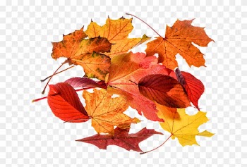 Autumn Leaf Clipart 25, - Autumn Leaves Transparent