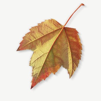 Autumn leaf  collage element | Free PSD - rawpixel