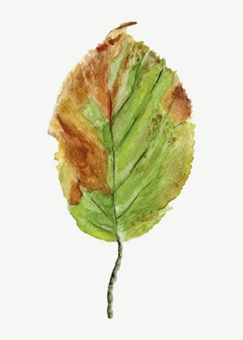 Autumn leaf collage element, isolated | Free PSD - rawpixel