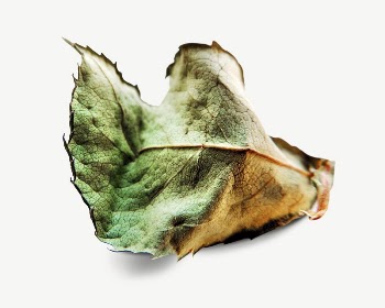 Autumn leaf collage element, isolated | Free PSD - rawpixel