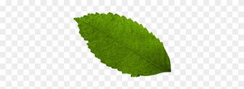 เนยทำมาเป็นตัวอย่าง นำใบไม้ไปซ้อนๆ - Autumn Leaf Color