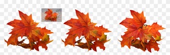 Autumn Leaf Color