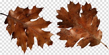 Autumn leaf color , antumn leaves gradient color transparent background PNG clipart