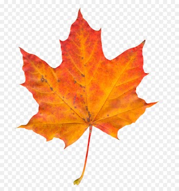 Autumn leaf color - Autumn Leaf 