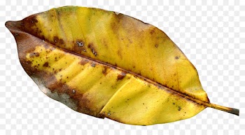 Autumn leaf color Autumn leaf color - Autumn Leaf 
