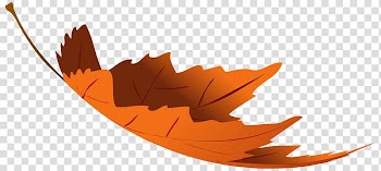 Autumn leaf color Autumn leaf color , autumn leaves transparent background PNG clipart