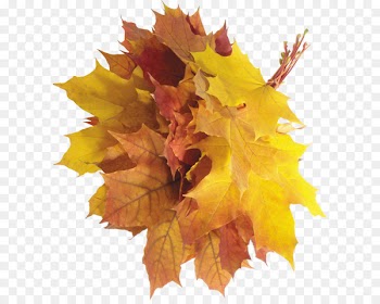 Autumn leaf color Autumn leaf color - autumn PNG leaves 