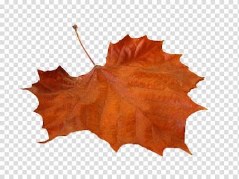 Autumn leaf color Autumn leaf color Good Shepherd Lutheran Church Maple leaf, Leaf transparent background PNG clipart