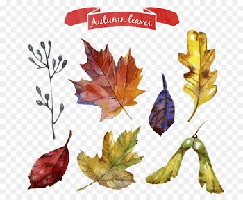 Autumn leaf color Autumn leaf color Maple leaf - Autumn leaves painted design vector material 