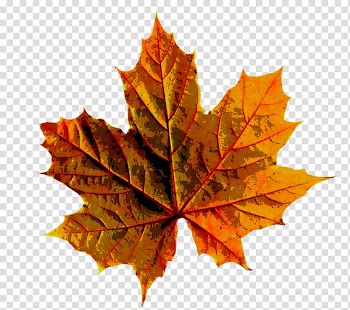 Autumn leaf color Autumn leaf color Maple leaf, autumn leaves transparent background PNG clipart