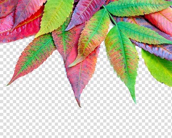 Autumn leaf color Autumn leaf color Maple leaf, Autumn leaves transparent background PNG clipart