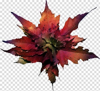 Autumn leaf color Autumn leaf color , the atmosphere was strewn with flowers transparent background PNG clipart
