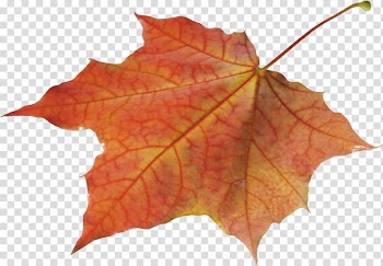 Autumn leaf color, autumn leaf transparent background PNG clipart