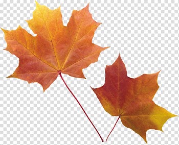Autumn leaf color, autumn leaf transparent background PNG clipart